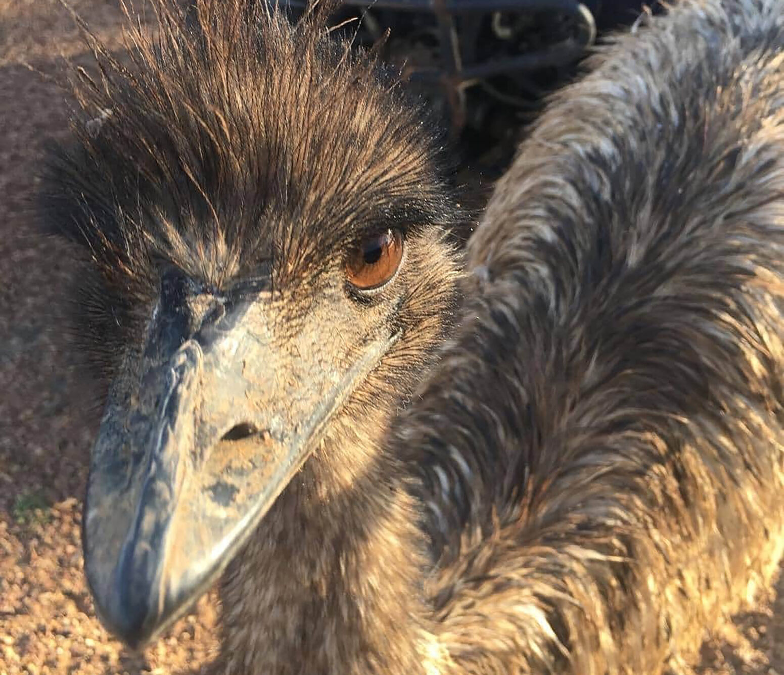 Australia Banned Emus